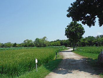圃場
